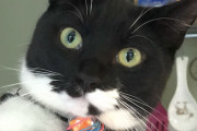 人と人の絆をつなげる“郵便配達猫”、猫を介して隣人と心温まる文通（イギリス）