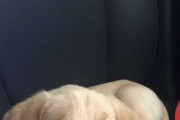 「この子、車に乗るときはこうやって足を握っててあげないと落ち着かないの」という子犬