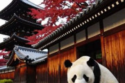 京都で中国人が心が折れ、でもほっこりした観光地　中国人「確かにそうかもね」「あの頃は若かった」
