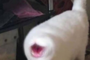 外国人「見たら呪われそうな猫の画像を集めてみたｗｗｗｗ」