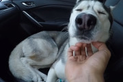 車の座席から降りたがらないワンコ、飼い主さんの手が心地良すぎて寝落ち( ˘ω˘ )