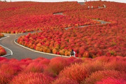 海外「ロラックスおじさんって日本に住んでたのか！」茨城にある海浜公園の美しさが外国人の間で話題に！ 海外の反応