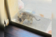 【海外】家の前に子猫を置いていった野良猫 — さらに驚きの展開が待っていた！