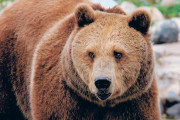 クマに襲われた女性、ノートパソコンを使って撃退に成功！！