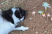 ああ涙。仲間の猫のお墓から離れない猫、「出ておいでよ」と土を掘り返す姿にグっとくる