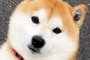 海外「柴犬は史上最高の犬！」散歩中に家族を見つけた時の柴犬が可愛すぎると話題に（海外の反応）