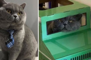 今までおもちゃに興味を示さなかった猫さん、段ボール製ジープに心を奪われる