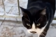 道を歩くだけで近所の猫たちが寄ってくる男！！これもう能力者やん。。。