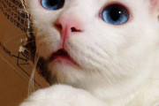 世界が爆笑した画像「日本で一番ブサイ寝顔の猫だなｗｗｗｗｗｗ」