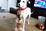 大型犬のグレート・デーンさん、オモチャの引っ張り合い中に小型犬を宙に浮くほどブンブン振り回してしまう…