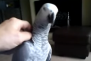 「触らないでよ！」と本気でインコに怒られる飼い主の謎 海外の反応