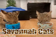世界的歌手の愛猫はとても珍しい猫でなんと＄35,000（約378万）もする！？