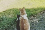 一人ぼっちの子猫を放っておけなかった元野良猫。今は同じお家で幸せいっぱい