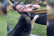 【海外】「観光客のキャビンの外で一晩中待ち続けた犬が、ついに幸せな家族に！その感動の物語」