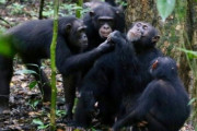 【海外】有名な動物たちの知られざる10の驚くべき能力とは？