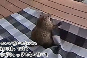 んしょ、こらしょ！玄関の敷物を盗み出そうとしていたのはウッドチャックだった！
