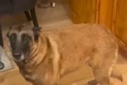 飼い主「ピザを食べたのはキミだね？」イヌの罪深い表情が笑える
