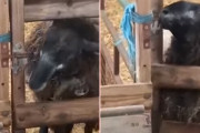 ルーシー、お前か！羊の脱走事件の犯人が明らかに。巧妙に開錠していた