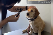 【海外】獣医師が明かす！「盲目」の犬に眼科検査をしたら笑える真実が判明【感動ストーリー】