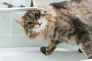 【海外】猫が水をたくさん飲む理由とは？健康のサインかも知れない！