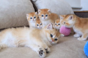 遊びまわる子猫の中に一匹だけ寝ている子猫。何度も起こされ、まどろんでいる姿が可愛いすぎます