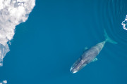 【海外】極寒の北極に潜む、200年生きる巨大哺乳類の秘密とは？