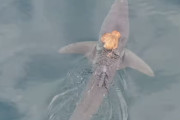 【海外】サメが頭にタコを乗せて「タクシーごっこ」をする謎の行動とは？