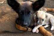 【海外】「小さな子犬が麻痺した姉を置いていかない理由とは？感動の奇跡に涙が止まらない！」