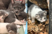【海外】隙間に住む猫と子猫たち、近隣住民が気づいて救出助ける！