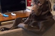 犬人間？ソファに座る姿がおっさんの風情を醸し出しているラブラドール