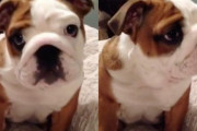 ブルドッグの赤ちゃんが新しいベッドに大興奮！はしゃぎ過ぎてボールみたいに飛んでいっちゃう様子