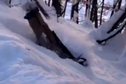 これが雪の醍醐味！ふわふわの雪には思いっきりダイブしたくなるもんだよな。海外の反応