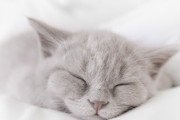 日本人に猫好きが多い理由が判明(海外の反応)