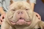 このエサキャッチできるかな？この犬の大きな口なら簡単にキャッチできそうだが・・・。海外の反応