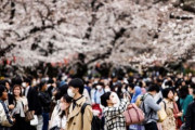 【困惑】「桜を楽しむはずが…」韓国人、日本の火山活動に震えるｗ