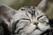 「猫に好かれるコツ」が研究で判明！ こんな簡単なことだったのか！