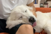 なでて欲しい時は相手の都合を考えない甘えん坊な大型犬！グレートピレニーズのルンルンちゃん