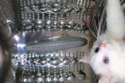 猫「コロナウイルスから逃れるために宇宙船に乗っていますにゃ～」