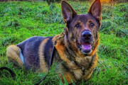 人を救いたい心は消えない！引退した警察犬が手術後の散歩中に行方不明者を発見