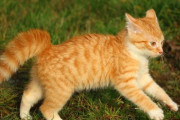 トラ猫「人類を支配するのを手伝ってくれ…」→頼んだ相手がこちら