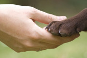 日本は動物の権利に関してどうして遅れているの？（海外の反応）