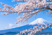 中国人「日本人の桜への思いを理解出来ない我々には日本人のことを永遠に理解できない」　中国の反応