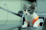 ジェダイキャットの逆襲！子猫版スターウォーズの世界
