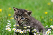 猫島の可愛い猫たちに海外悶絶！「愛されているのがよく分かる！」「ここは天国？」海外の反応