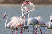 【海外】動物たちの魅力満載！知っておきたい10のダンスムーブとは？