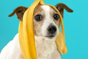 【動画】犬「あいつらやばすぎだろ……」同じ犬でも全く違うタイプがいる事がわかる動画が話題に【海外の反応】