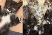 【海外】初めて室内猫になった子猫たちが、隅っこから元気に跳ね回るまでの変化に驚き！