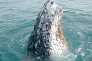 【海外】クジラにフジツボがくっつく理由とは？海の不思議を探る！