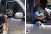 車から美女とハイタッチするワイルドすぎるワンちゃんが面白い