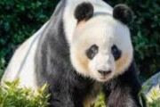 海外「日和る中国。パンダ外交で西側との関係改善を目指す」